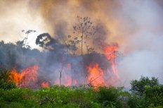 Forest Fire in the Amazon