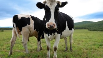 Two Chinese Dairy Cows