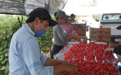 Berry picking in Mexico