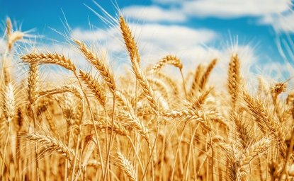 Wheat fields