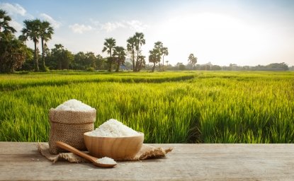 Rice in front of a field