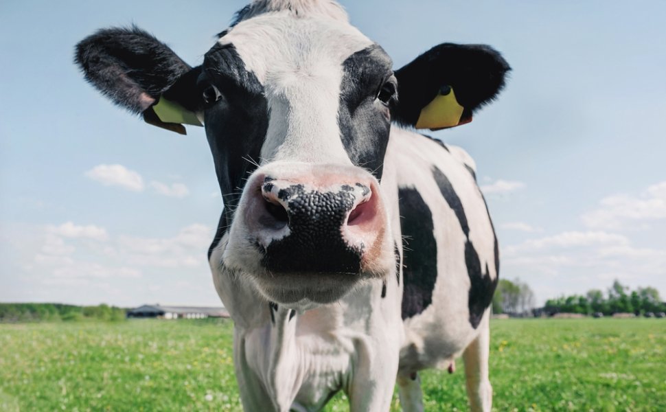 Closeup of a cow