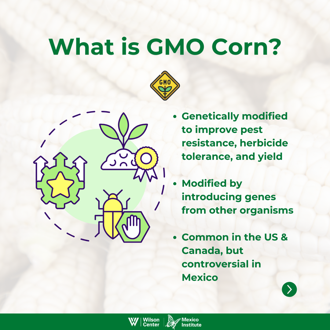 What is GMO Corn?