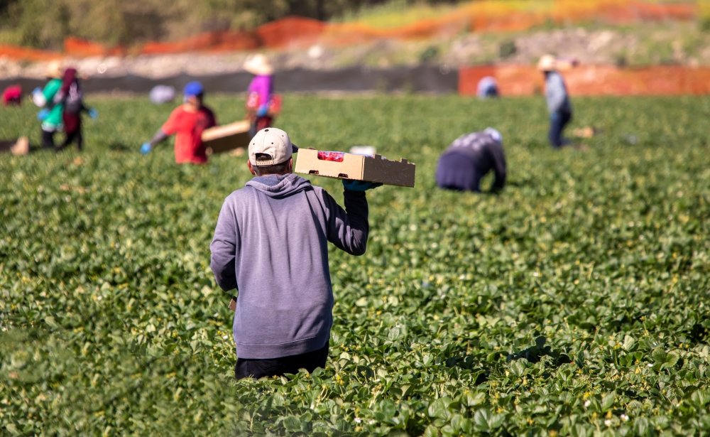 The FWMA would require newly legalized workers to continue to do farm work and open year-round farm jobs to H-2A workers