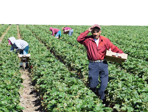 People picking strawberries in a field