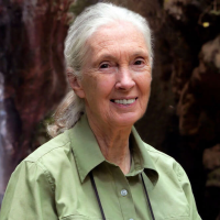 Headshot of Jane Goodall