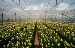Large flower-filled greenhouse in Dalat