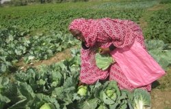In Mauritania, women take initiative in agriculture as part of a project to address food insecurity, conflict, and climate change in the region