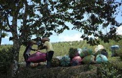 Farm laborers weigh sacks of harvested coca leaves on a field in the Micay Canyon, southwestern Colombia, Tuesday, August 13, 2024. The Micay Canyon connects the Andes Mountains and the Pacific Ocean, serving as a corridor for drug and weapons trafficking. (AP Photo/Fernando Vergara).