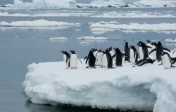 Penguins!!