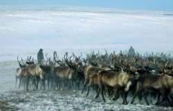 A reindeer herd in Kolyma, Russia, 2007