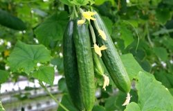Controlled Environment Agriculture cucumber