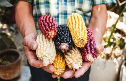 The GMO Corn Case