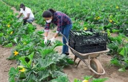 International team of farm workers wearing medical face masks harvesting zucchini. Concept of work in context of coronavirus pandemic
