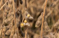  Soy beans drought
