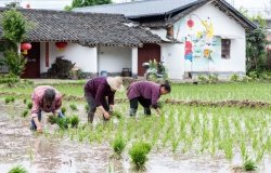 Chinese farmers planting rice. Rice farming generates a large proportion of China’s total greenhouse gas emissions.
